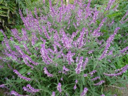 Salvia that attracts hummingbirds.