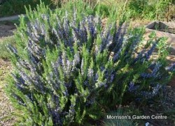 Rosemary-great for fragrance 