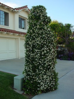 Star Jasmine-great for fragrance. 