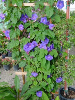 Morning Glory- fast growing & loves heat.