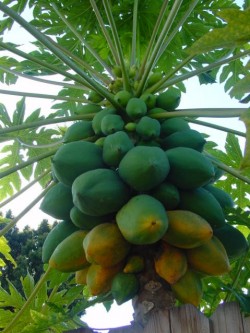 Papaya-grows in so-cal but needs frost free area