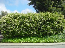 Privet hedge makes a good privacy green wall.