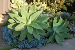 Agave and blue iceplant.