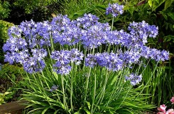 Agapanthus with blue or white flowers in summer. 
