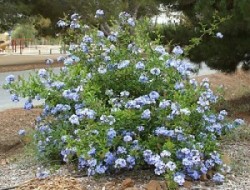 Cape plumbago is good for slopes.
