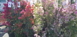 Bougainvilla vine comes in different colors. 