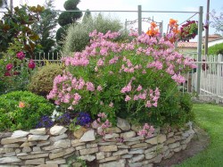 Alstrormeria or Peruvian Lily