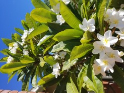 Plumeria is best in pots for good drainage. 