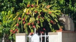Dragon fruit cactus with lots of fruit.