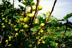 Variegated fig