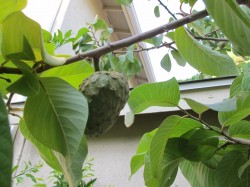 Cherimoya  tree