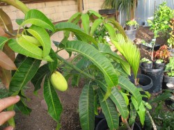 Mango tree with fruit.