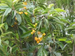 Loquat tree is drought tolerant. 