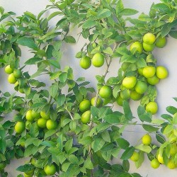 Many types of citrus.