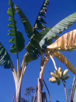 Banana with fruit