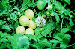 Passion fruit vine with flowers and fruit. 