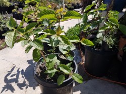 Kratom plants in 15 gallon pots.