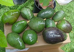 Avocado varieties