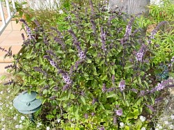 Purple leaf basil