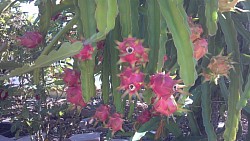 Dragon fruit- cactus that grows like a vine.