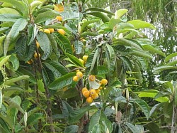 Loquat