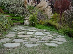 Drought tolerant ground cover