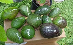 Avocado varieties