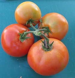 Tomatoes