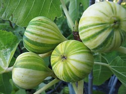 Variegated fig